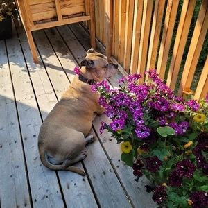 Meet your Posher, Betty